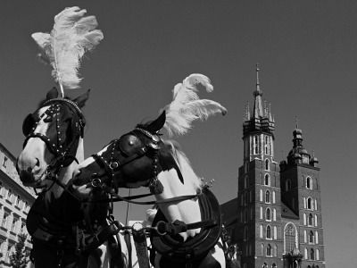 Horses and St. Mary's Basilica
